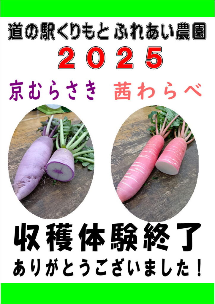 収穫体験”色付き大根”終了